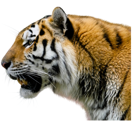 Tigre